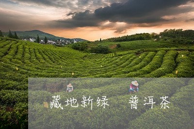 藏地新绿 普洱茶/2023041388251